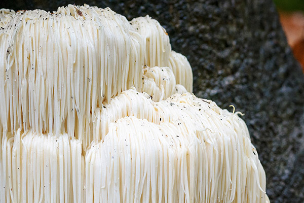 Mushrooms